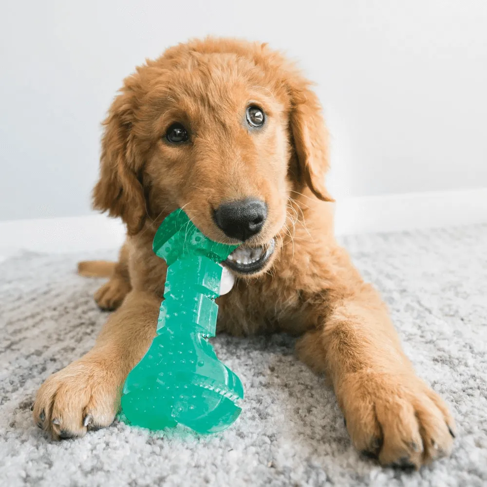 KONG - Squeezz Dental Stick