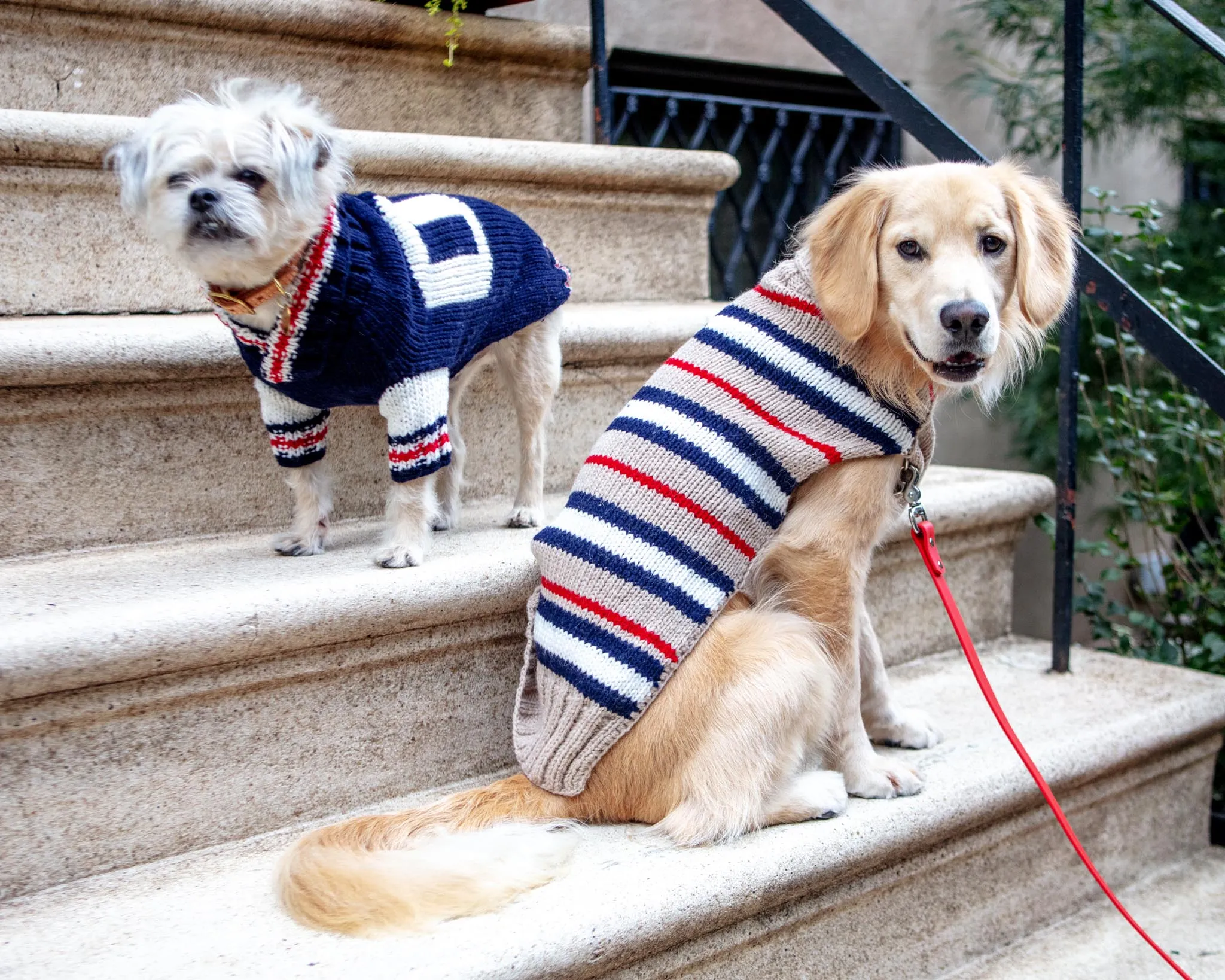 Varsity Wool Dog Sweater
