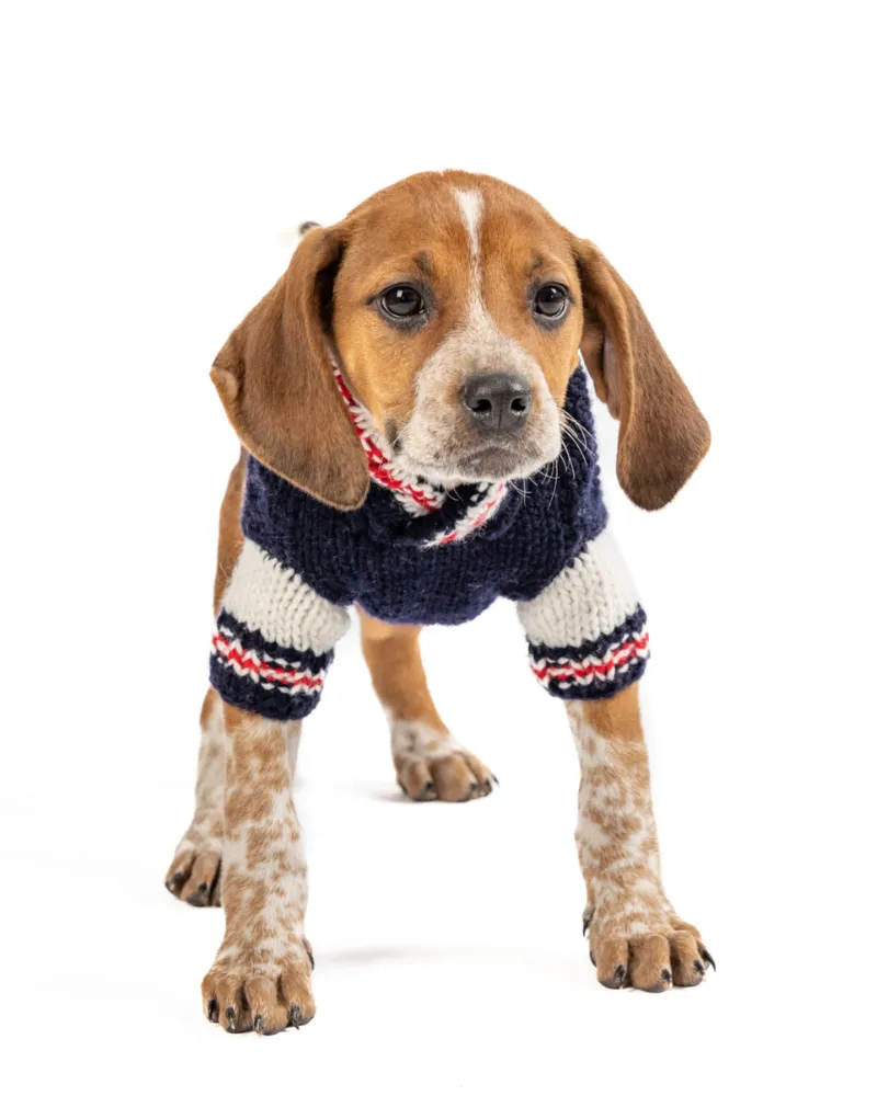 Varsity Wool Dog Sweater