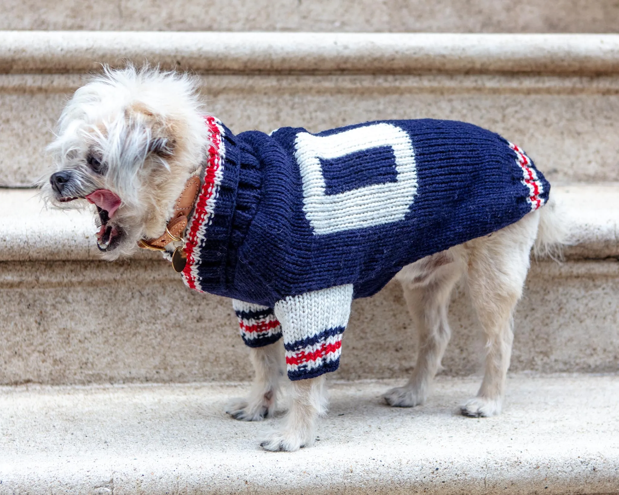 Varsity Wool Dog Sweater