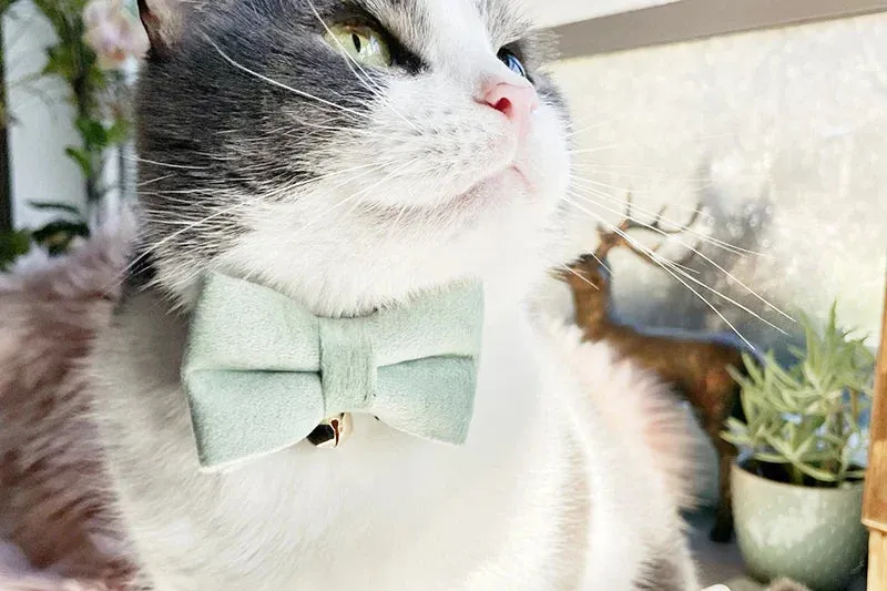 Velvet Cat Collar with Adjustable Safety and Bell