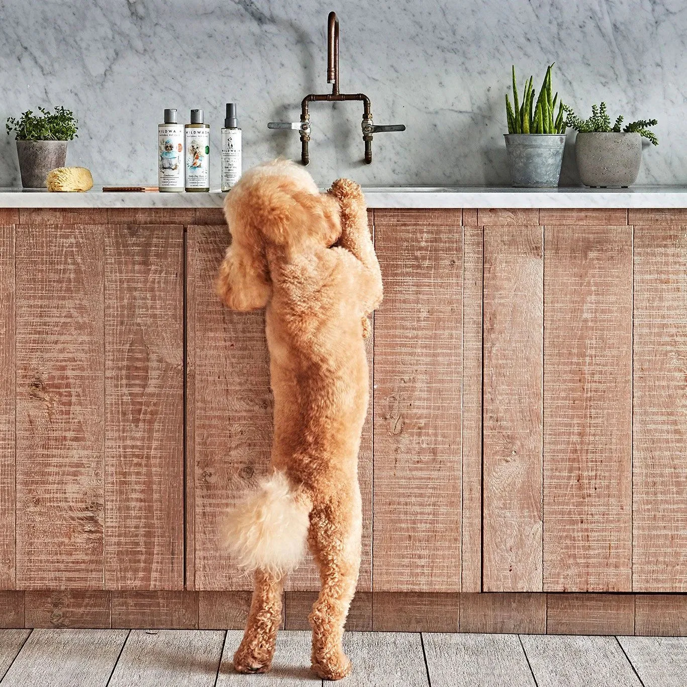 WildWash Pet Stinky Dog Shampoo